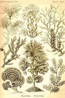 Seaweed