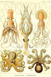 Cephlopods