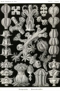 Gorgonida