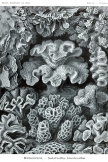 Corals