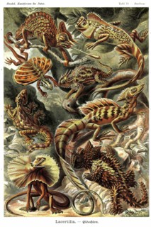 Lizards