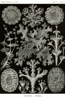 Lichens