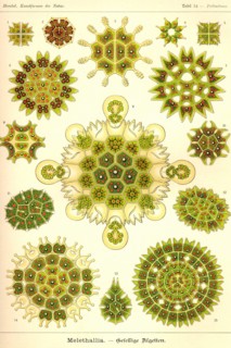 Green Algae