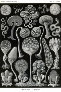 Slime Molds
