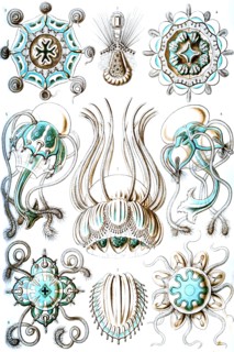 Narcomedusae