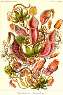 Pitcher Plants