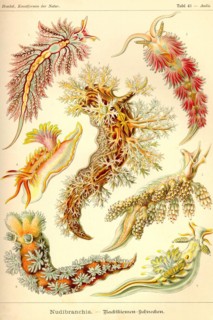 Nudibranch Gastropod Mollusks