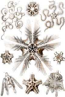 Brittle Stars