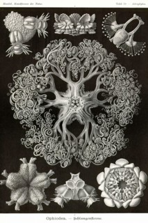 Brittle Stars