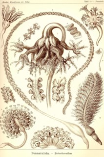 Sea Pens