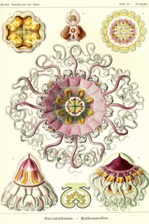 Jelly Fish