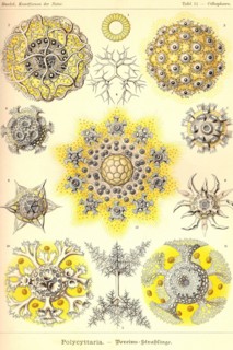 Polycytaria Radiolaria