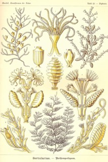 Sertulariae