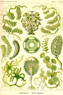 Siphoneae Hydrozoa