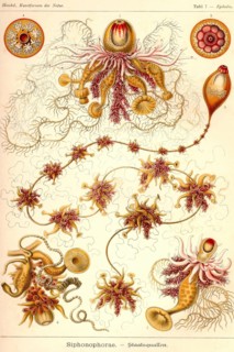 Siphoneae Hydrozoa