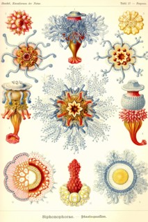 Siphoneae Hydrozoa