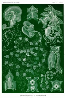 Siphoneae Hydrozoa