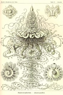 Siphoneae Hydrozoa