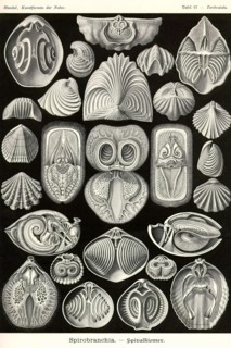 Spirobranchia or fanworms