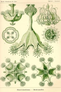 Stalked Jellyfish