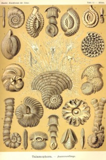 Talamophora- Formanifera, Rhisopods