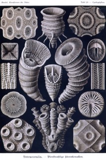 Tetracoralla - Coral