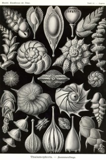 Thalamophora - Forminifera
