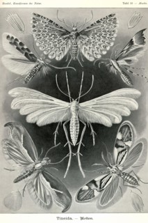 Moths -Tineida