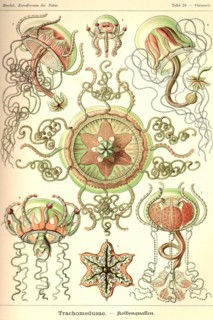 Trachomedusae - Jellyfish