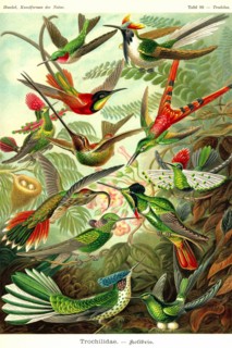 Hummingbirds