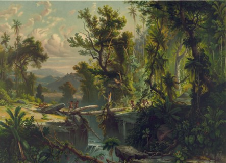South American Forest