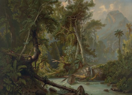 South American Forest