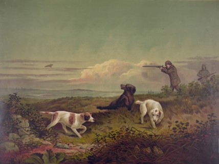 Quail Shooting