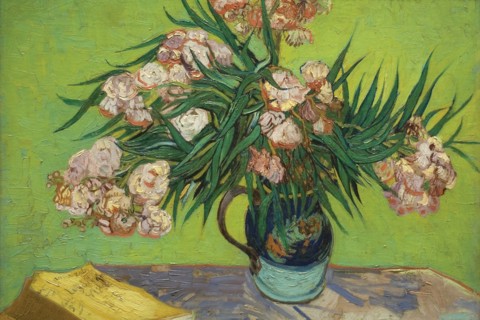 Oleanders