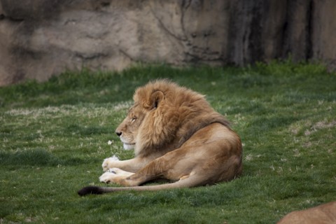 Male  Lion at Rest