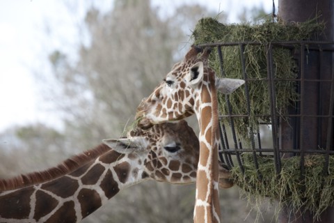 Giraffes
