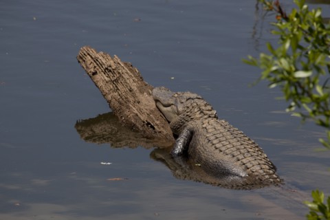 Gator Alley at the D'Olive Boardwalk Park in Daphne, Alabama