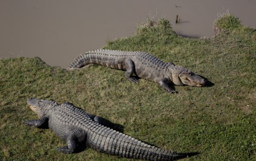 Gator Alley at the D'Olive Boardwalk Park in Daphne, Alabama