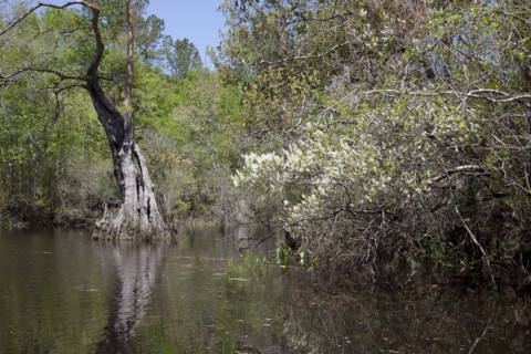 The Scenic Delta
