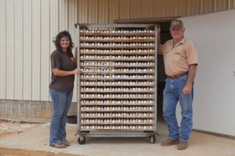 Racks of Eggs