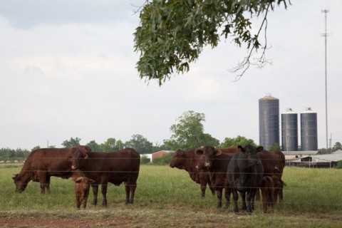 Cows