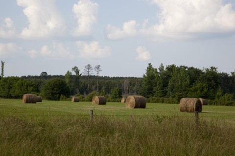 Hay bales dot the landscape