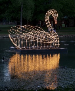 Swan graces the water in the Spring Park, Tuscumbia, Alabama