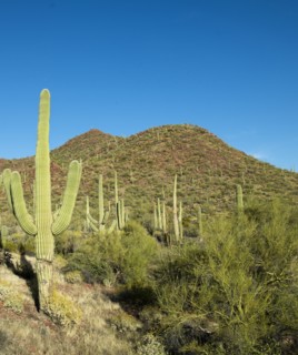 Saguaro Cactus near Tucson, Arizona