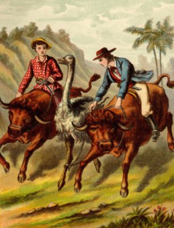 Boy & Girl riding bulls attempt to coral a large ostrich