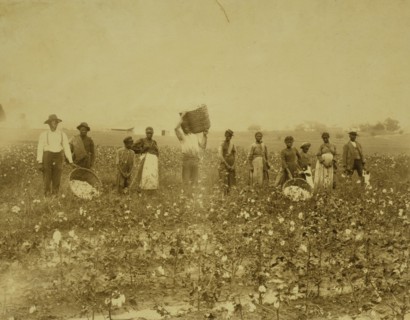 Land of cotton