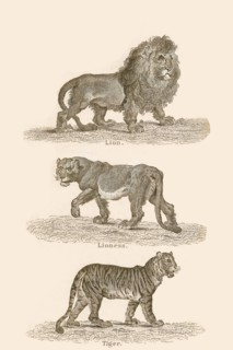 Cats