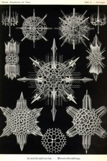 Acanthophracta