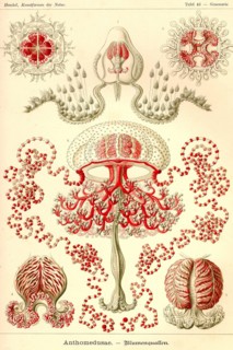 Anthomedusae