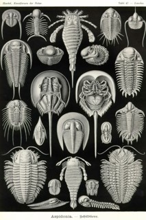 Athropods